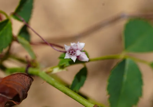 Cuscuta planiflora