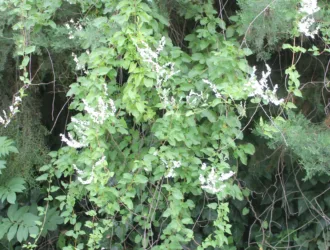 Fallopia aubertii
