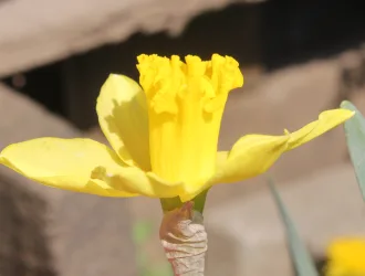 Narcissus pseudonarcissus