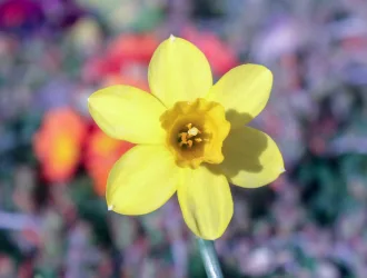 Narcissus pseudonarcissus