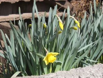Narcissus pseudonarcissus