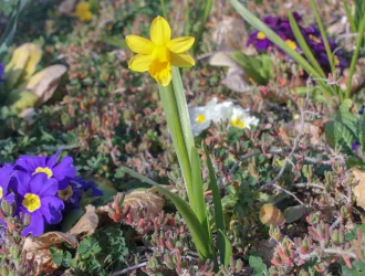 Narcissus pseudonarcissus