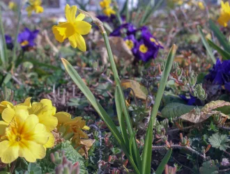 Narcissus pseudonarcissus