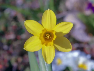 Narcissus pseudonarcissus