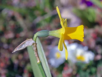 Narcissus pseudonarcissus
