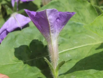 Petunia integrifolia