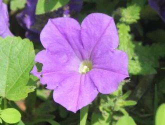 Petunia integrifolia