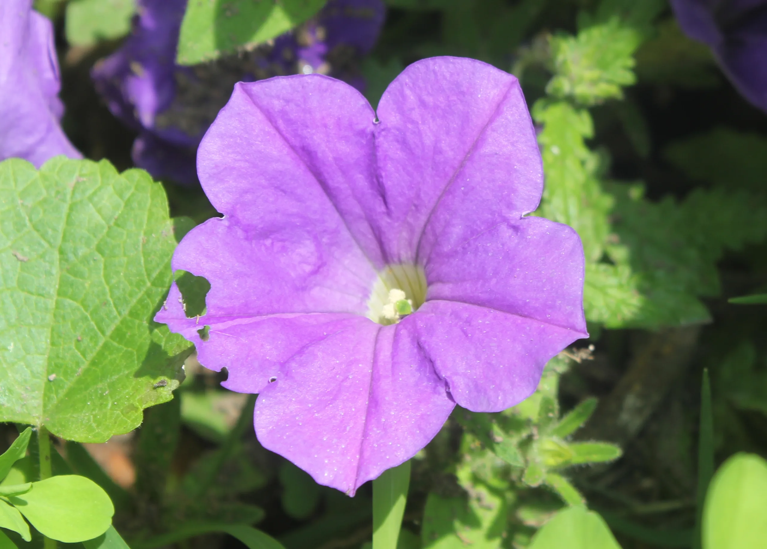 Petunia integrifolia