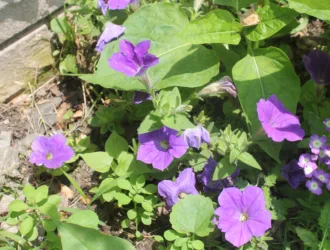 Petunia integrifolia