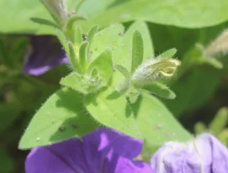 Petunia integrifolia