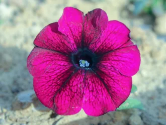 Petunia × atkinsiana