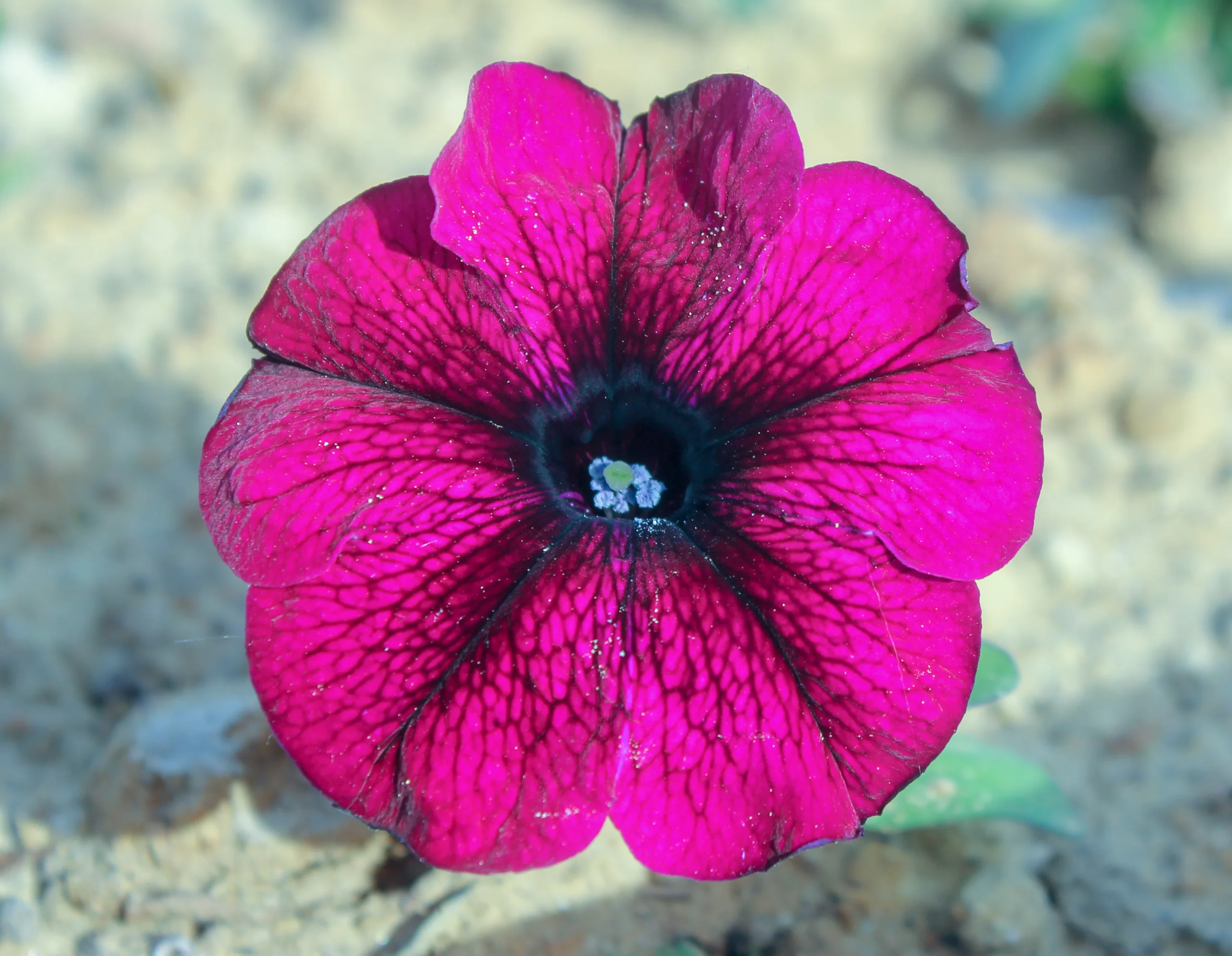 Petunia × atkinsiana