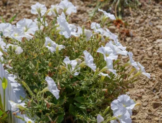 Petunia × atkinsiana