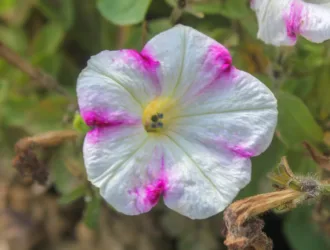 Petunia × atkinsiana