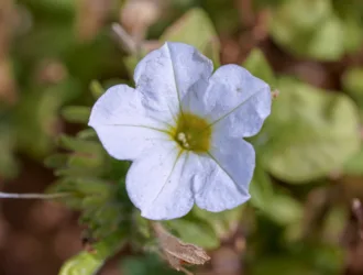 Petunia × atkinsiana
