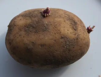 Solanum tuberosum