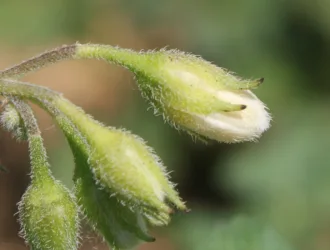 Solanum tuberosum