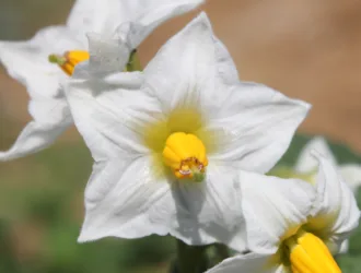 Solanum tuberosum