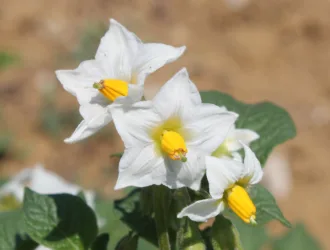Solanum tuberosum