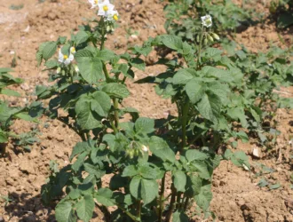 Solanum tuberosum