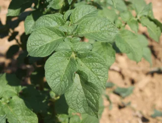 Solanum tuberosum