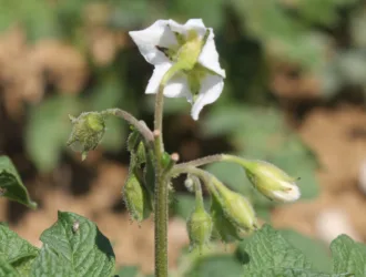 Solanum tuberosum