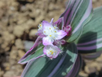 Tradescantia fluminensis