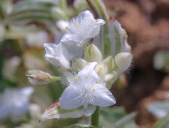 Tradescantia fluminensis