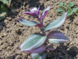 Tradescantia fluminensis