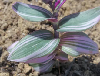 Tradescantia fluminensis