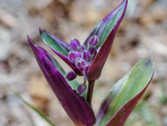 Tradescantia fluminensis