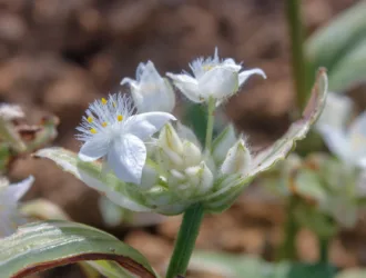 Tradescantia fluminensis