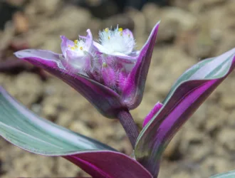 Tradescantia fluminensis