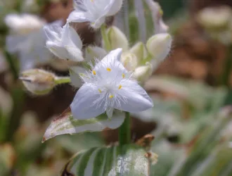 Tradescantia fluminensis