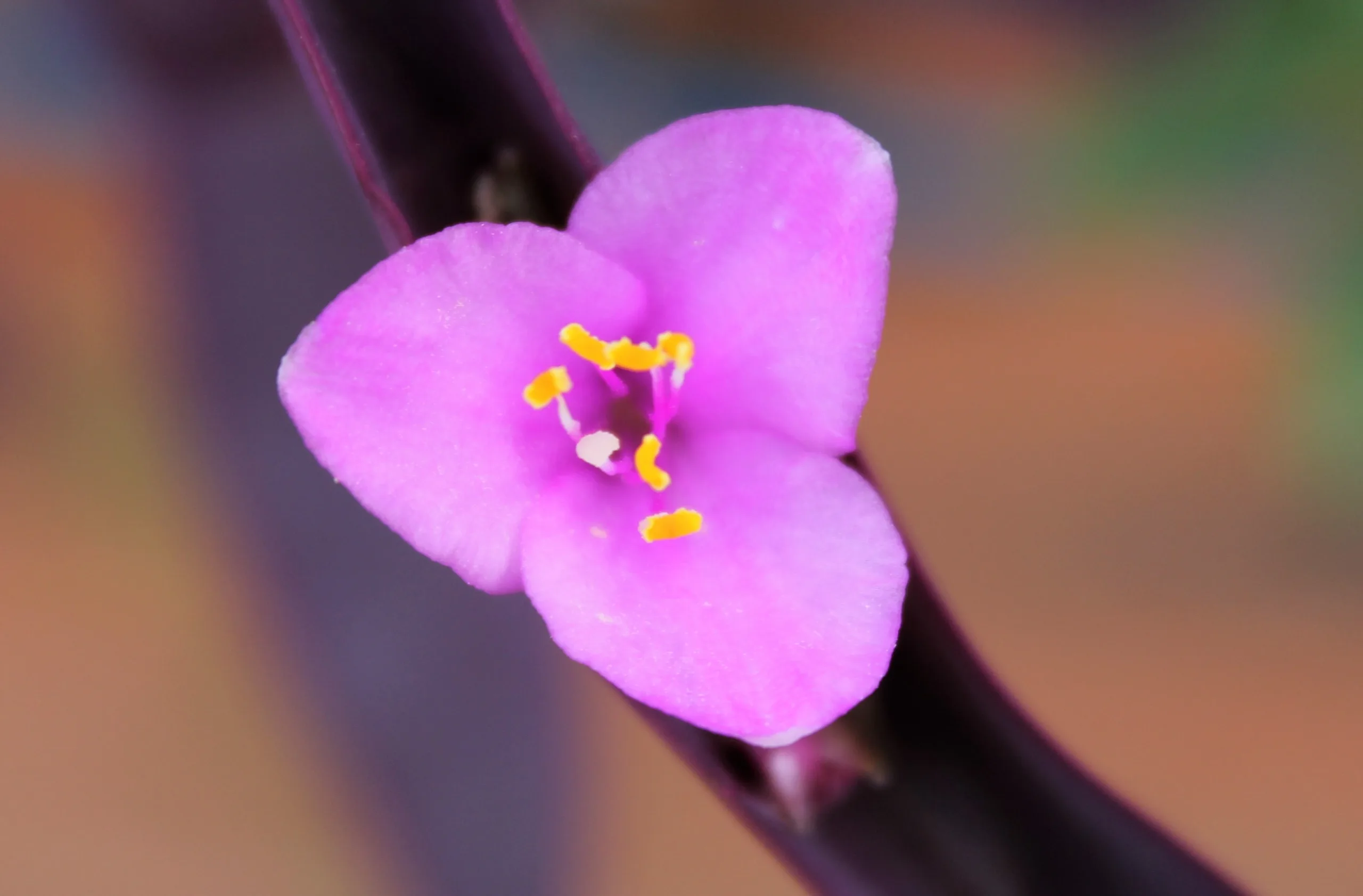 Tradescantia pallida