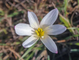 Zephyranthes candida