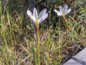 Zephyranthes candida