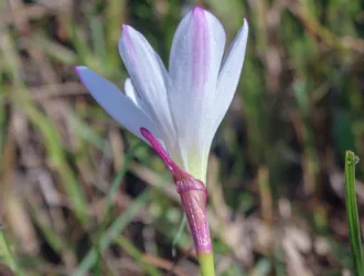 Zephyranthes candida