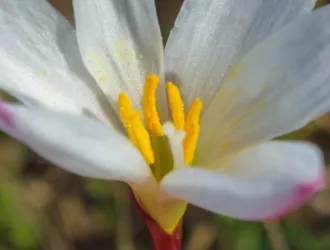 Zephyranthes candida
