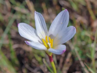 Zephyranthes candida