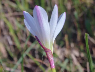 Zephyranthes candida