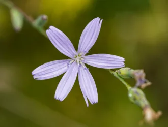 Cicerbita variabilis