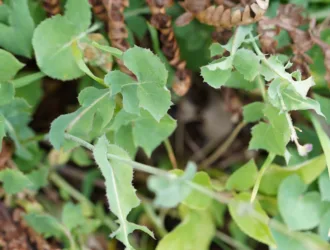 Cicerbita variabilis