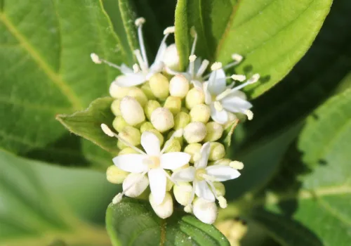 Cornus alba
