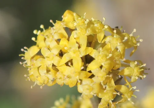 Cornus mas