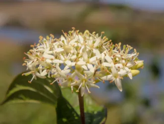 Cornus sanguinea subsp. australis