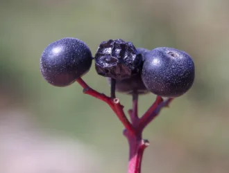 Cornus sanguinea subsp. australis