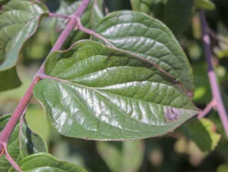Cornus sanguinea subsp. australis
