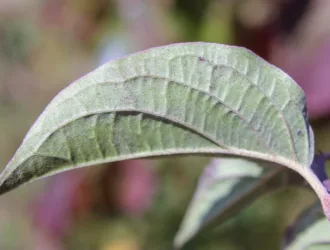 Cornus sanguinea subsp. australis