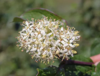 Cornus sanguinea subsp. australis